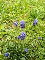Muscari d'Armenie - Muscari armeniacum (prise a Lyon)(2)